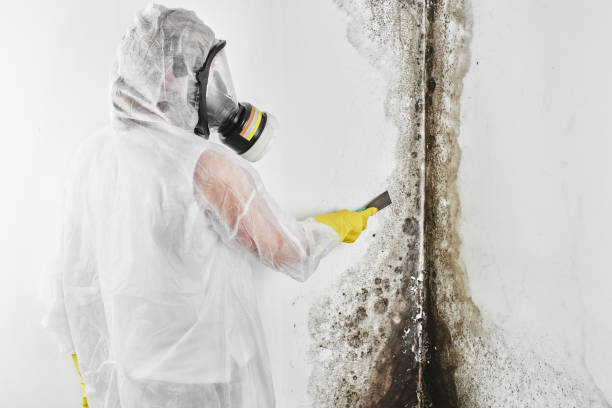 Best Commercial Mold Removal  in Hartford, IL