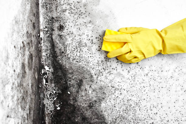 Best Home Mold Removal  in Hartford, IL