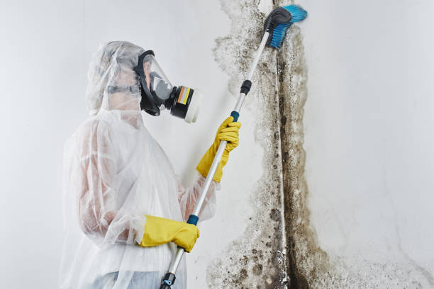 Best Mold Removal and Inspection  in Hartford, IL