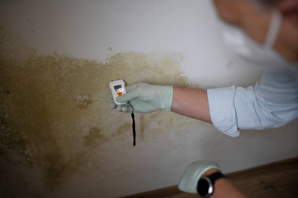 Mold Removal Process in Hartford, IL