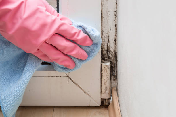 Best Residential Mold Removal  in Hartford, IL